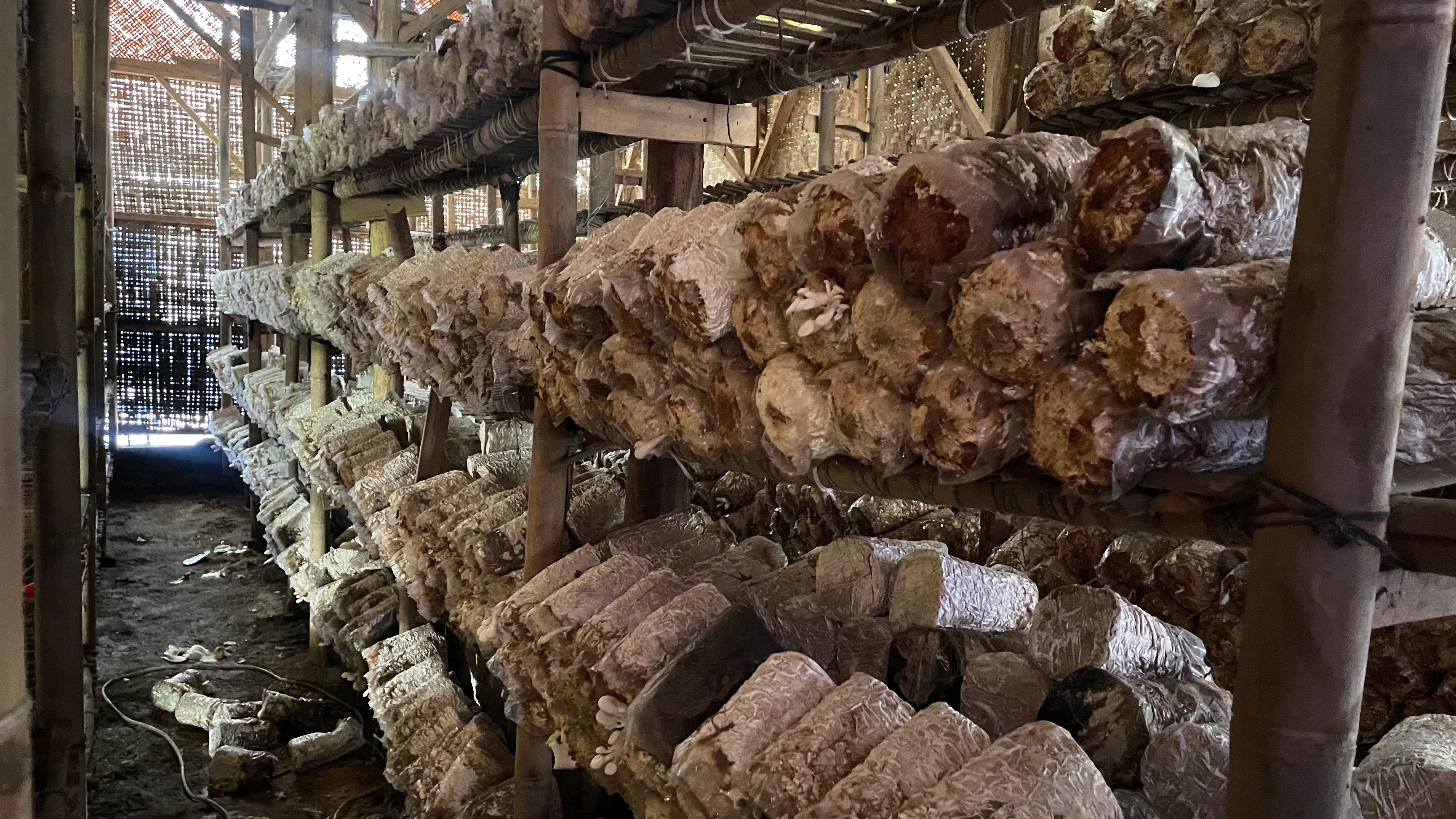 UMKM Pertanian Olahan